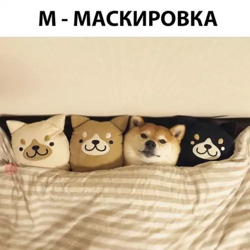 Смешная картинка №277335 собаки