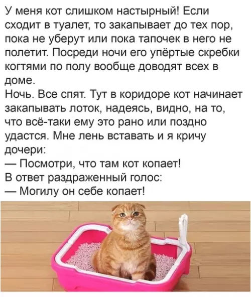Смешная картинка №378850