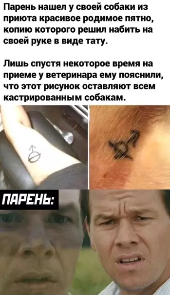 Смешная картинка №488147 Собаки