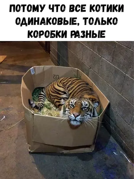 Смешная картинка №321322 животные