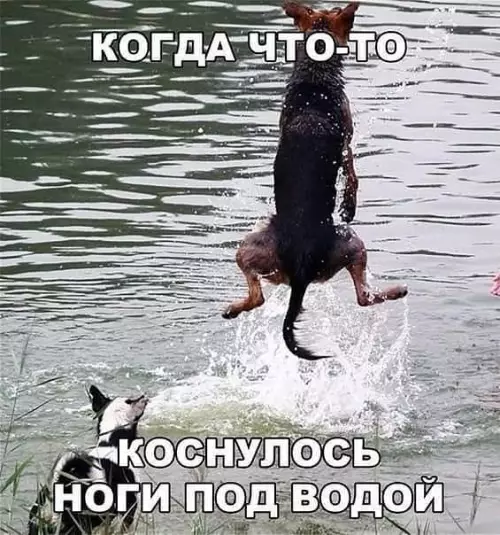 Смешная картинка №371080