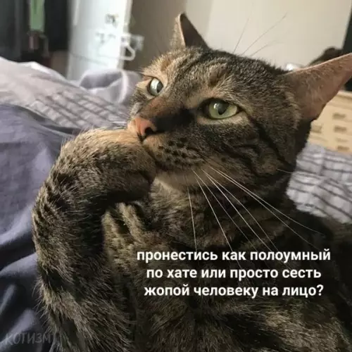 продолжение Смешная картинка №572329 Ежедневные дилеммы обычных котов Кошки