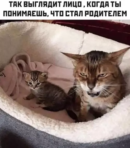 Смешная картинка №493957