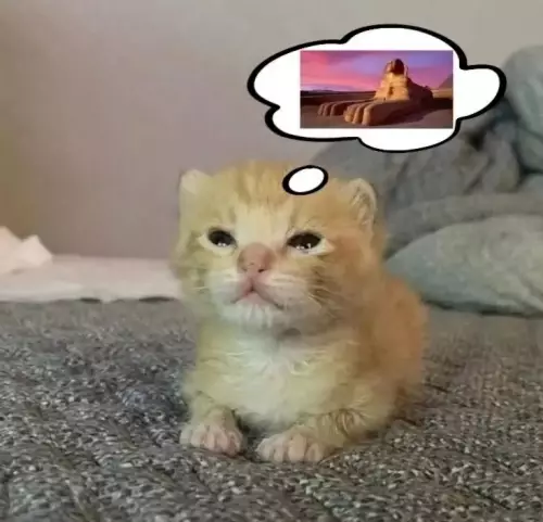 Когда мечтаешь о чем-то грандиозном 🐱🏜️