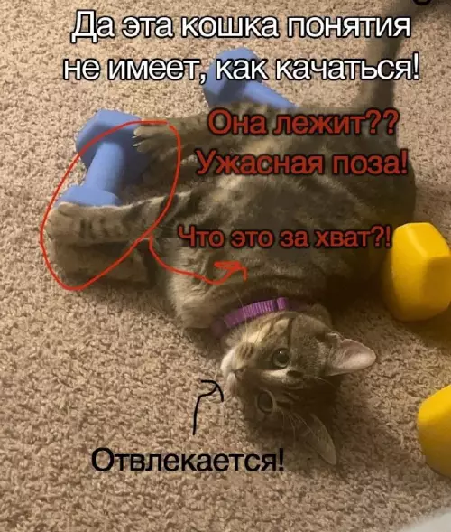 Смешная картинка №664972 Кошки 