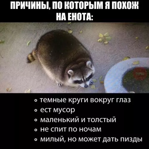 Смешная картинка №179574 Енот