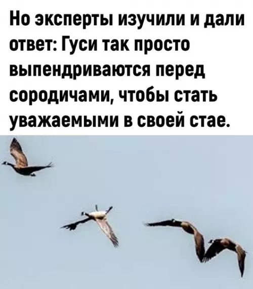 продолжение Смешная картинка №588481 3aбaвнo гуси