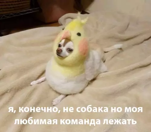Смешная картинка №442756 Суббота: *все тусят*
Я: