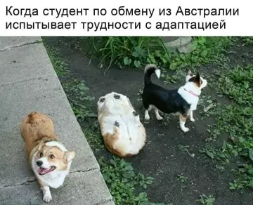 Студент из Австралии зашел не в ту дверь 🇦🇺🐕 - Когда студент по обмену из Австралии испытывает трудности с адаптацией