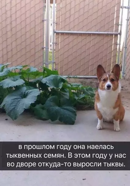 Смешная картинка №495008 Собака-огородница