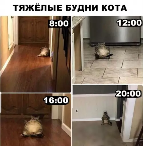 Смешная картинка №289978 кошки