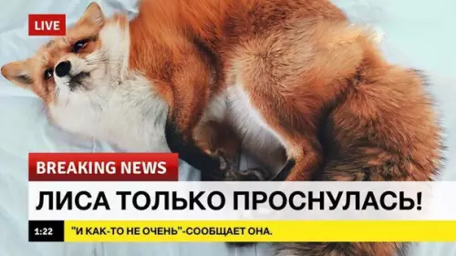 Смешная картинка №211877 Мы понимаем тебя, лиса лиса