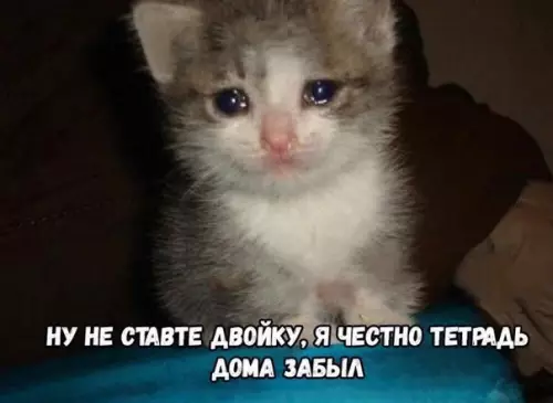 Смешная картинка №463989