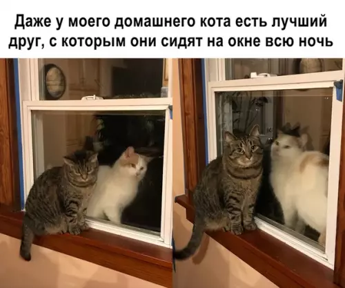 Смешная картинка №358148 коты