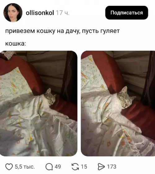 Дача — это не только грядки, но и кекс под одеялом 🐈 - привезем кошку на дачу, пусть гуляет кошка: