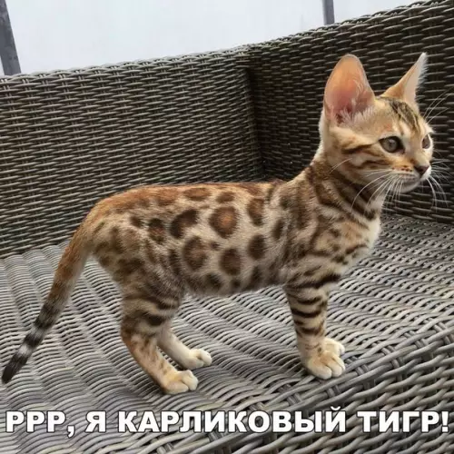 Смешная картинка №186922