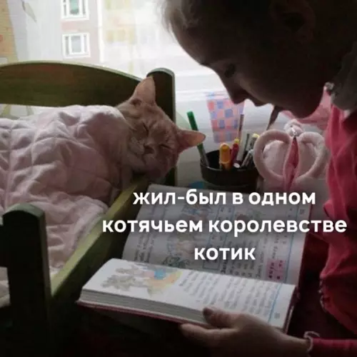 Смешная картинка №547334 Кoгдa воспитывaeшь кoтикa.
