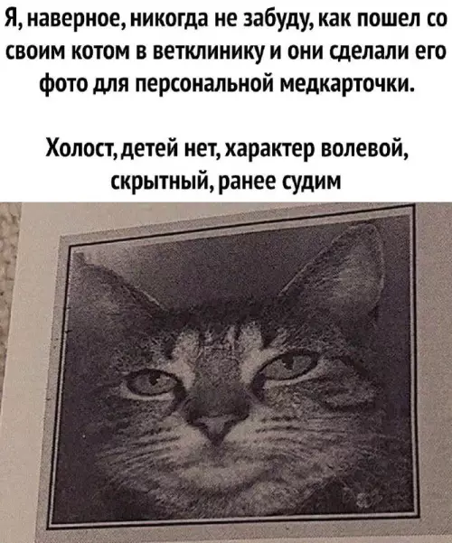 Смешная картинка №693398 коты