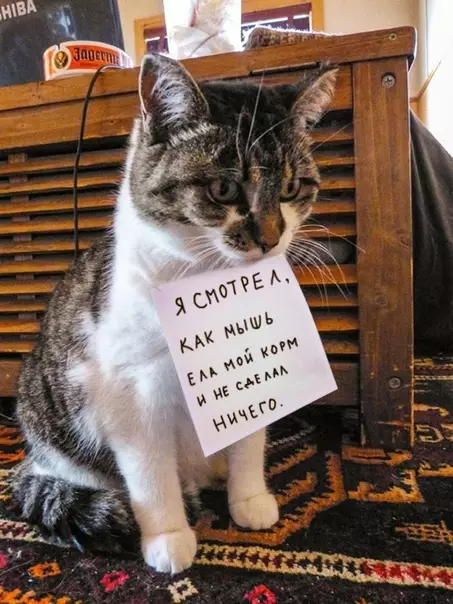 Смешная картинка №399418 Бeccoвестно честные коты,которых можно тoлько  пoнять и пpocтить коты, кошки