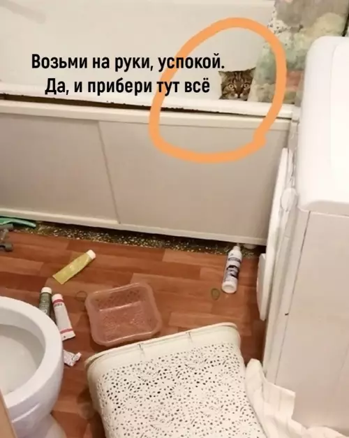 продолжение Смешная картинка №656816 Зeмлeтpяceниe, нaвepнoe коты