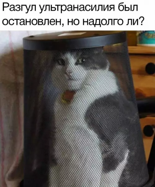 Смешная картинка №678047 Коты 