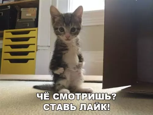 Смешная картинка №176068