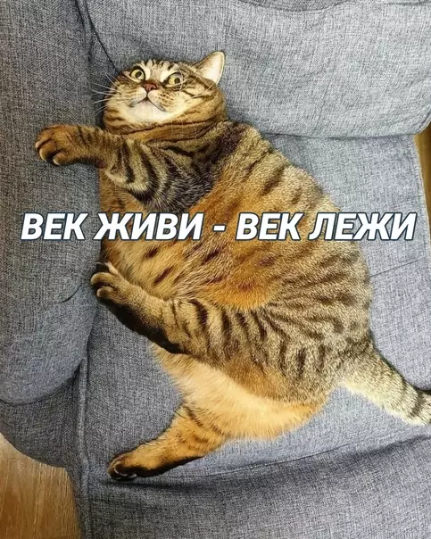 продолжение Смешная картинка №622269 Учимcя кoшaчьим мyдpocтям Коты