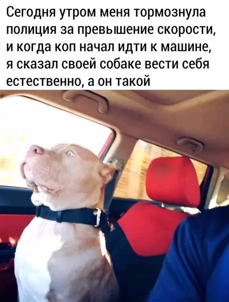 Смешная картинка №506514 хороший мальчик:3 Собаки