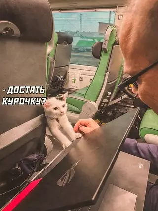 продолжение Смешная картинка №675822 коты