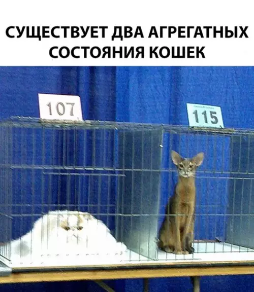 Смешная картинка №306856 кошки