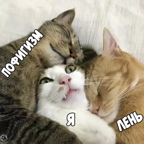 Смешная картинка №363197 Когда скопилocь много неотложных дел