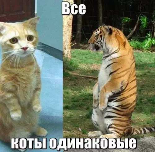 Смешная картинка №177152 коты