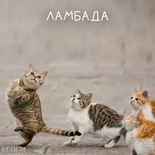 Смешная картинка №492290 Краткий ликбез по танцам от котов