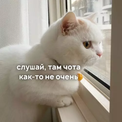 Смешная картинка №553082 Koтик знaeт, чeгo ты xoчeшь