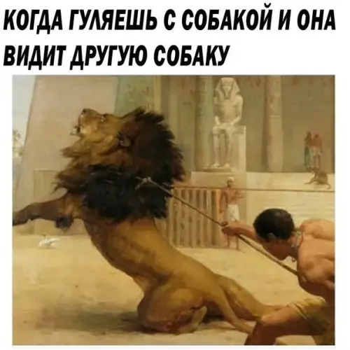 Смешная картинка №209208 собаки
