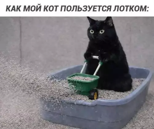 Мой кот — настоящий девелопер 🐈‍⬛🏗️ - КАК МОЙ КОТ ПОЛЬЗУЕТСЯ ЛОТКОМ: