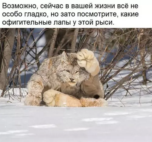 Смешная картинка №189258