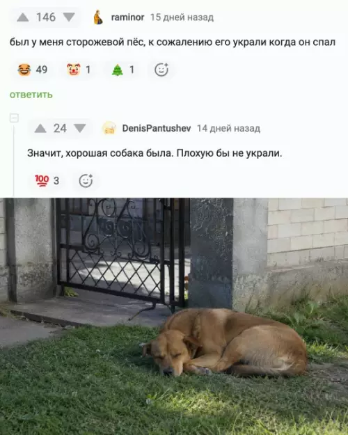 Логика — уровень Бог 🧠😂 - raminor: был у меня сторожевой пёс, к сожалению его украли