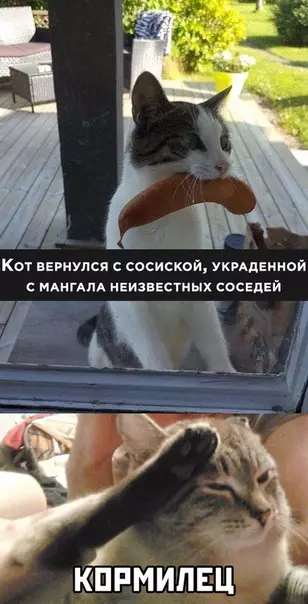 Смешная картинка №494284 коты