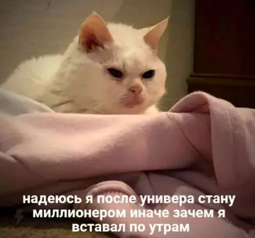 Кот и его мечты о богатстве