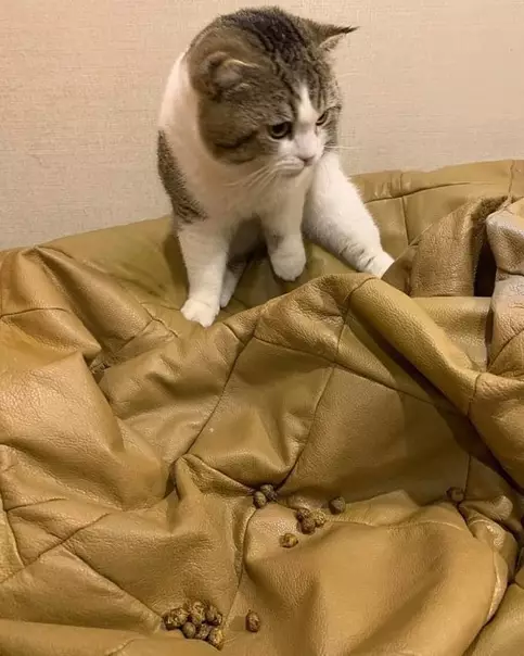 продолжение Смешная картинка №568674 Заведи кота, говорили они.
Коты уют вырабатывают, говорили они.