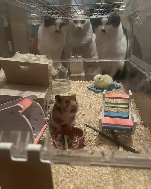 Кошки за наблюдением за хомячком