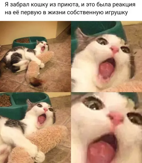 Смешная картинка №355049