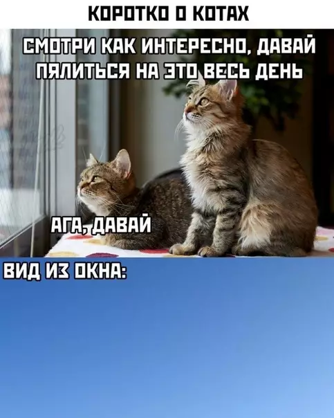 Смешная картинка №486431 Как интересно смотреть в это окно