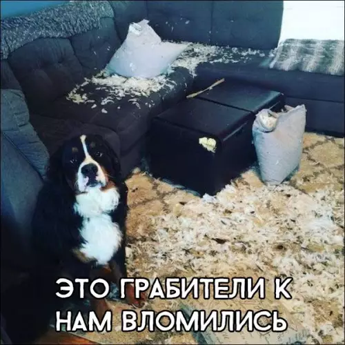 Смешная картинка №300242