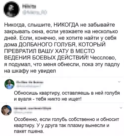 Смешная картинка №492471 Природа настолько очистилась, что голуби соскучились по людям.