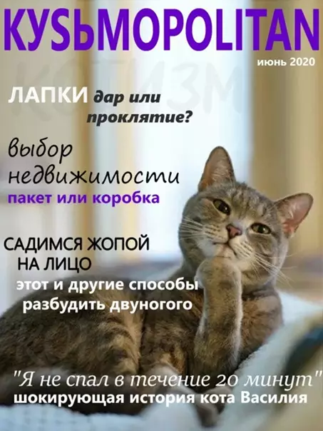 Смешная картинка №562851 Журналы, которые втайне выписывает твой кот Кошки