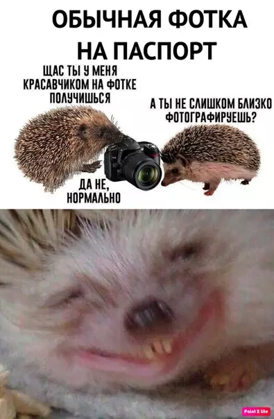 Смешная картинка №488270 Как я фоткаюсь на паспорт