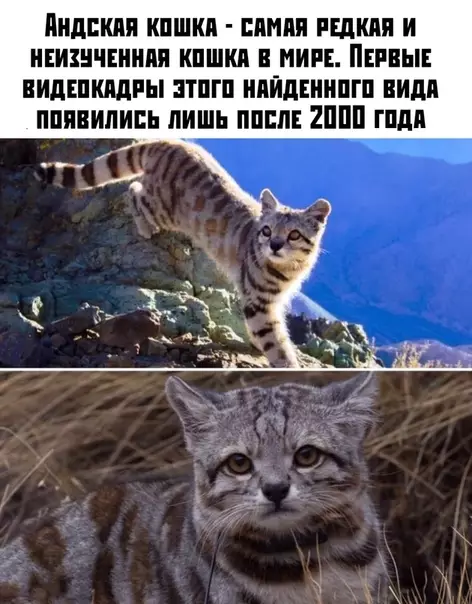 Смешная картинка №495528 По выражению её морды видно, что она не очень рада быть обнаруженной