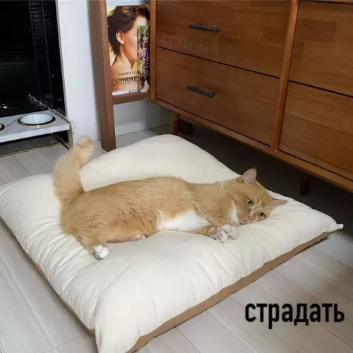 продолжение Смешная картинка №599133 Пять моих основных состояний: коты